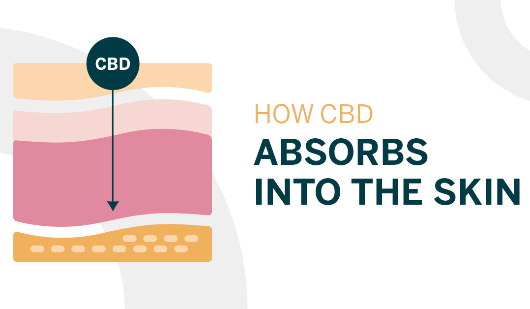 How CBD Is Absorbed Through Your Skin