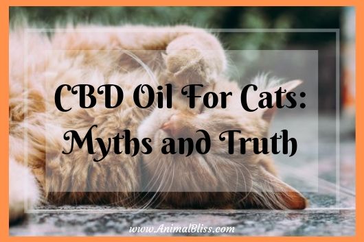 CBD Oil in Cats: A Surprising Truth