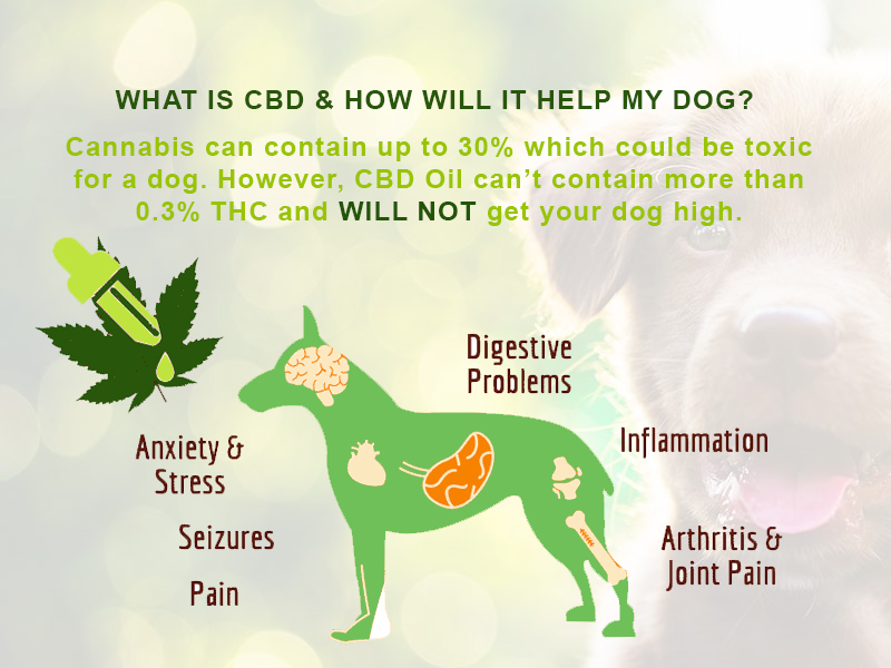 CBD Oil for Dogs: How Safe Is It?