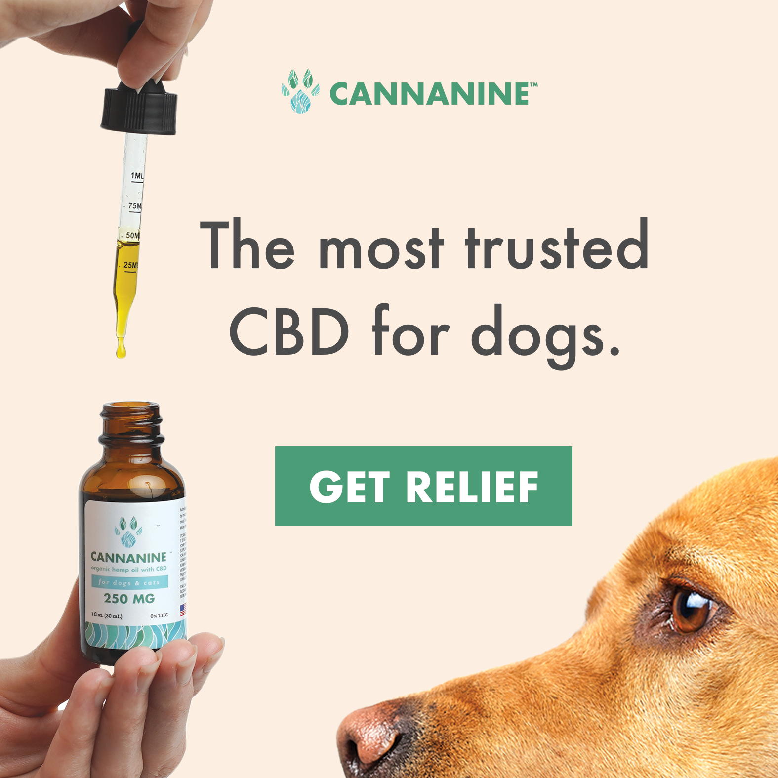 CBD Oil for Dogs: The Rising Star