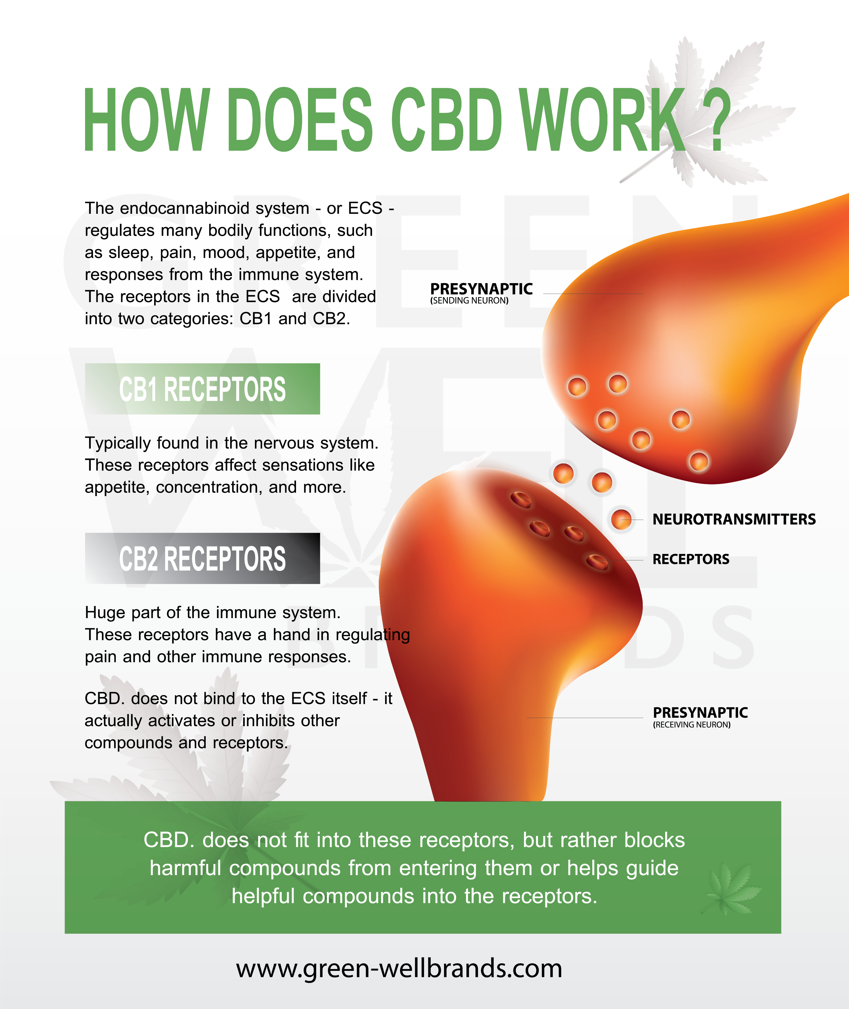 How CBD Works in the Body