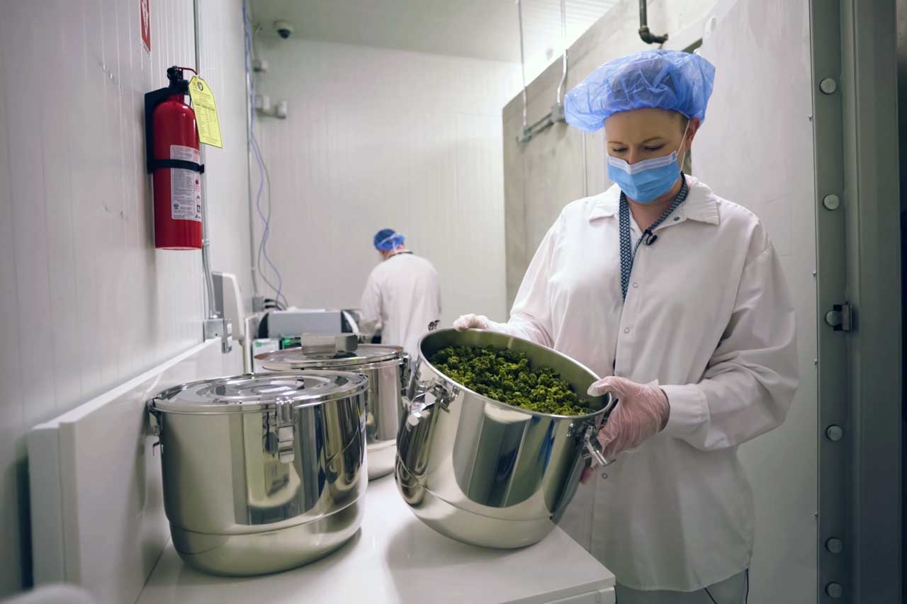 Laboratory Processing CBD for Extraction