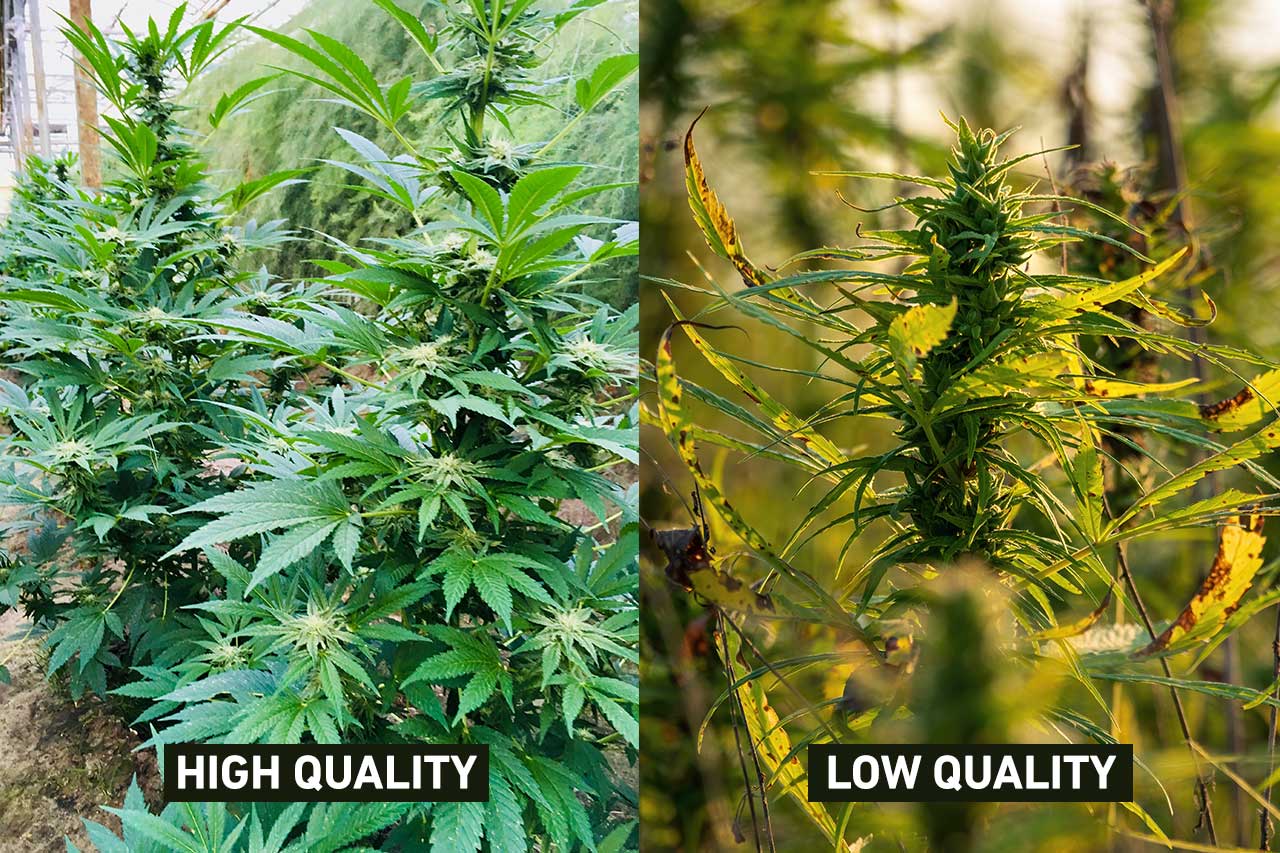 High quality hemp plants vs low quality hemp plants.